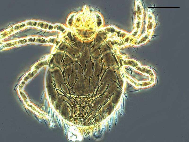 Three new chigger mite species discovered in Taiwan