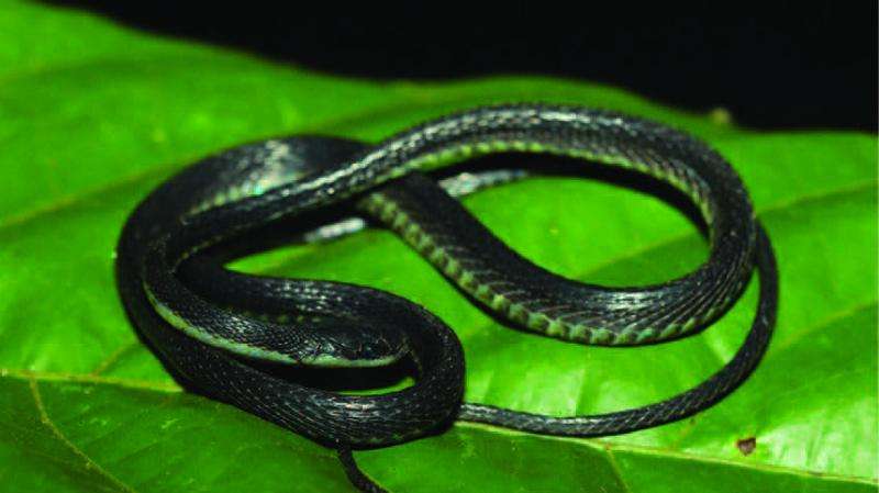 Three new fishing snake species fished out of the Andean slopes in South America
