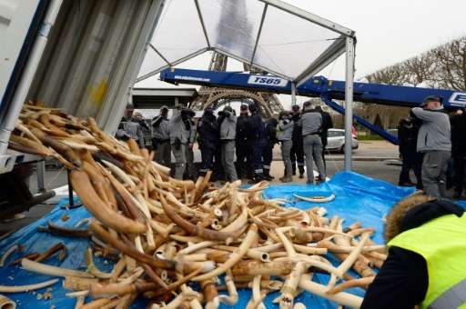 Three tonnes of illegal ivory were destroyed in a public ivory crush on February 6, 2014 at the Eiffel tower in Paris, part of i