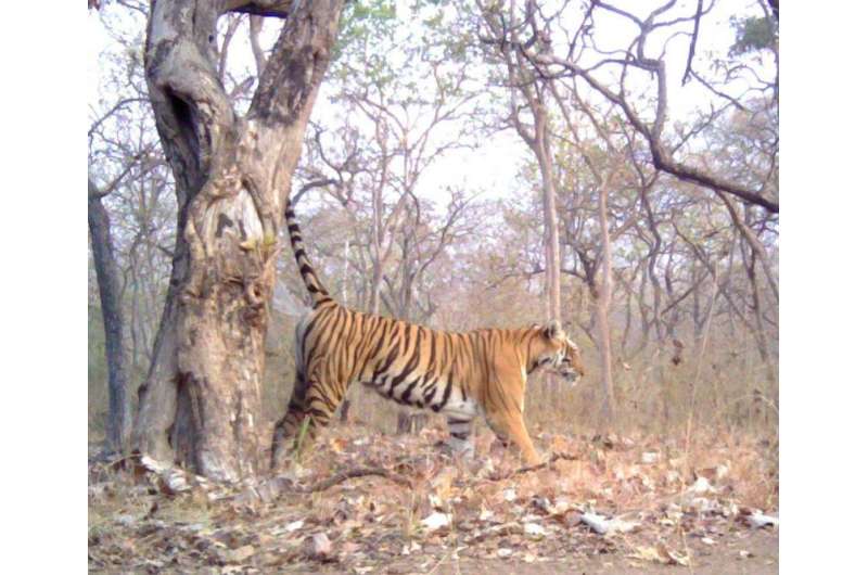 Tiger-spray DNA shown as valuable conservation tool