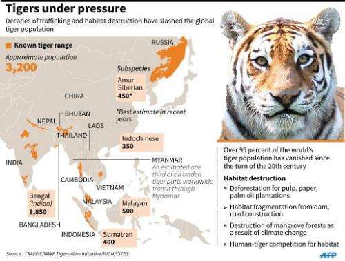 Tiger under pressure