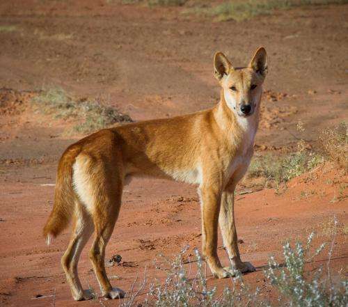 Time for a bold dingo experiment