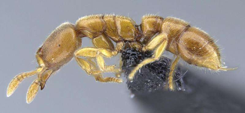 Tiny Dracula ants hunting underground in Madagascar and the Seychelles