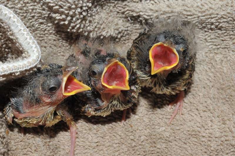 Tiny endangered songbirds given second chance at survival