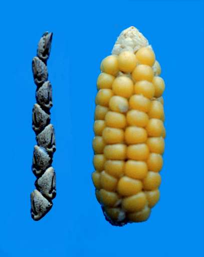 Tiny genetic tweak unlocked corn kernels during domestication