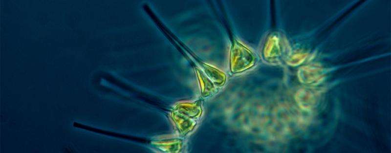 Tiny phytoplankton have big influence on climate change