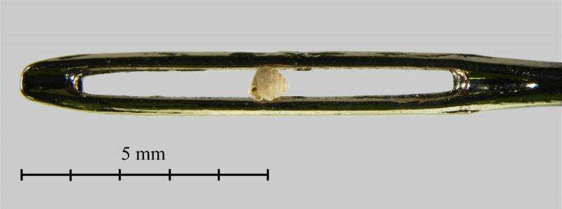 Tiny, record-breaking Chinese land snails fit almost 10 times into the eye of a needle