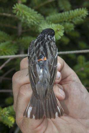 Tiny songbird discovered to migrate non-stop, 1,500 miles over the Atlantic