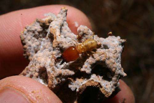 Tiny termites can hold back deserts by creating oases of plant life