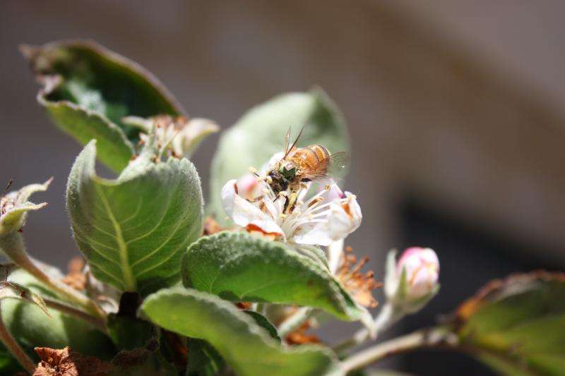 Tiny transmitters glued to the backs of bees for the first time