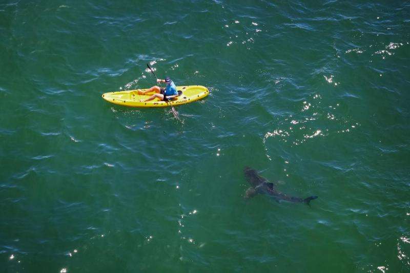 To avoid dangerous shark encounters, information trumps culling