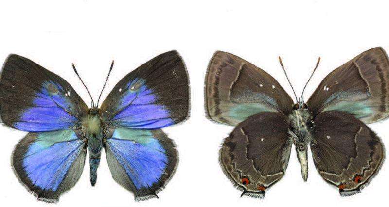 To be fragrant or not: Why do some male hairstreak butterflies lack scent organs?