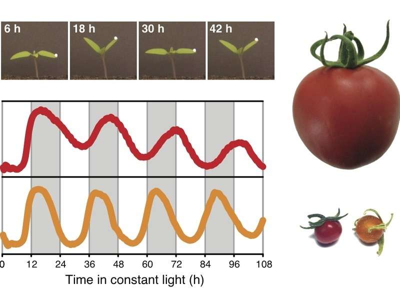 Tomato domestication decelerated the circadian clock