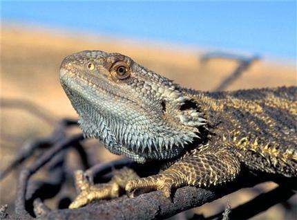 Too hot: Temperatures messing with sex of Australian lizards