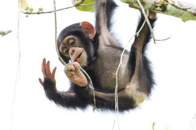 Tool use is 'innate' in chimpanzees but not bonobos, their closest evolutionary relative