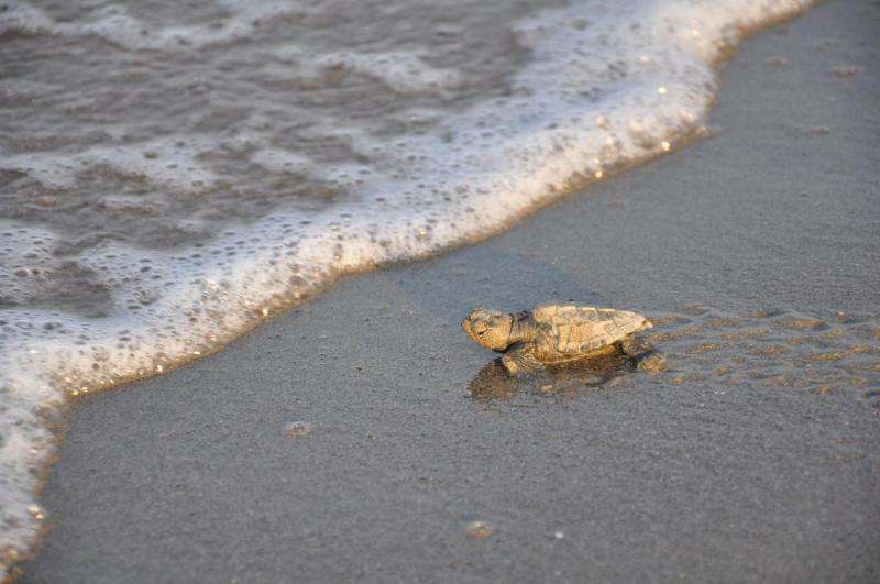 To the rescue: Helping threatened Mediterranean sea turtles