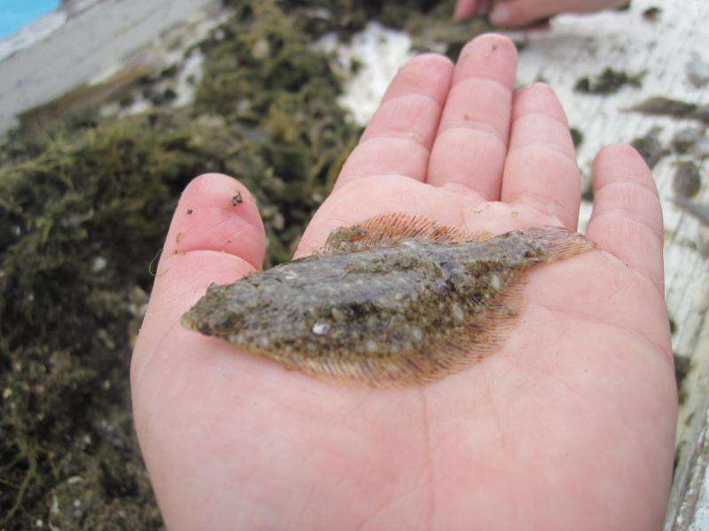 To track winter flounder, UNH researchers look to ear bones
