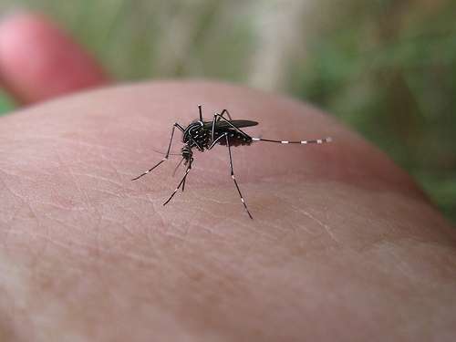 Tourists and FIFO workers hit by mosquito-borne virus