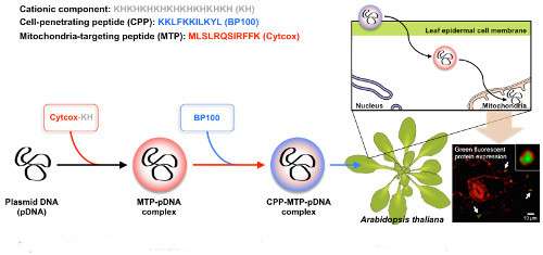 Toward mitochondrial plant cell factories