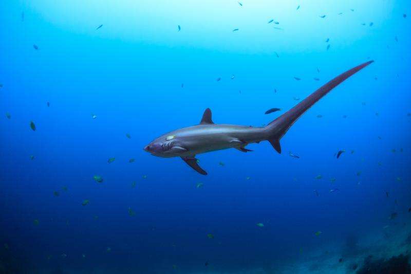 Tracking a rarely seen, endangered ‘ninja’ shark in the philippines