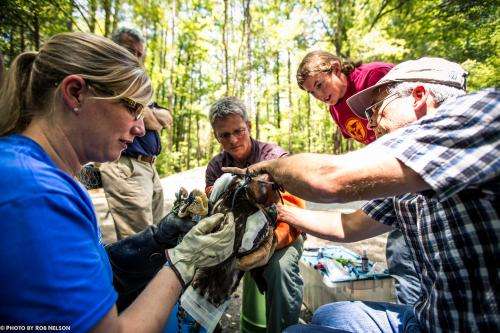 Tracking bald eagles in coastal North Carolina
