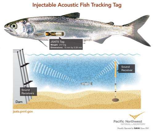Tracking fish easier, quicker, safer with new injectable device
