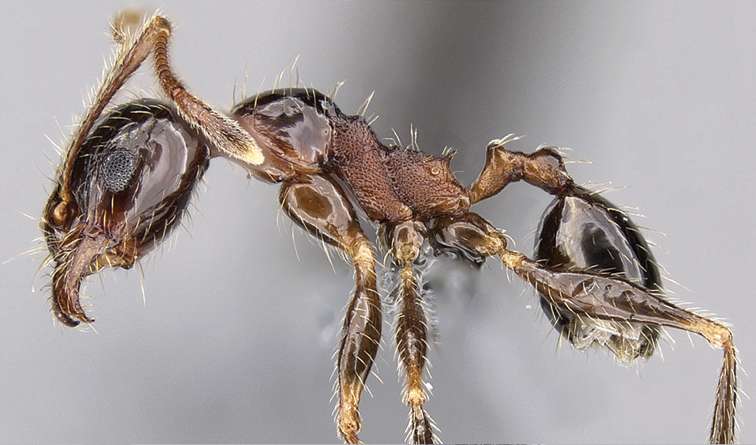Tramp ant caught globetrotting under false name