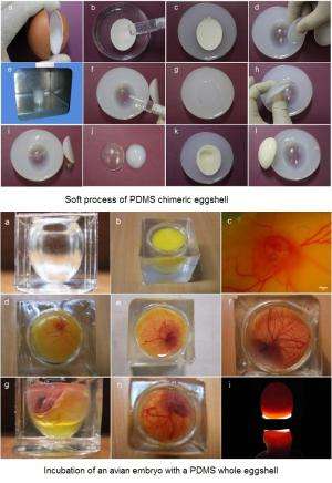 Transparent soft PDMS eggshell created as step towards embryo lab on a chip
