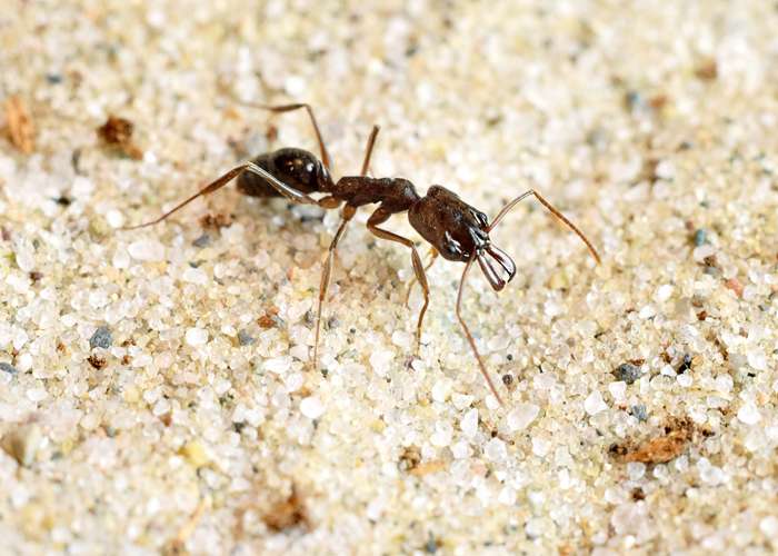 Trap-jaw ants jump with their jaws to escape the antlion's den