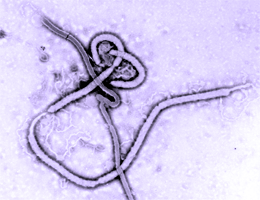 Trapping the Ebola virus in transit