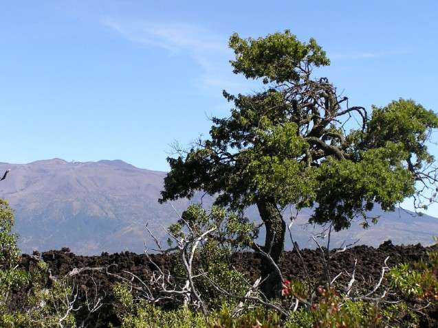 Tree rings on Hawai’i could hold new knowledge about El Niño