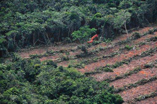 Trees are cleared in Central Kalimantan province on Indonesia's Borneo Island, in this photo by Greenpeace in 2014