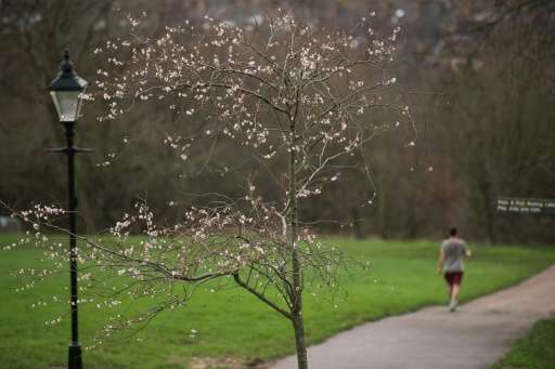 Trees are in bloom in Alexandra Palace Park in north London on December 18, 2015, as temperatures hovered around16 degrees Celsi