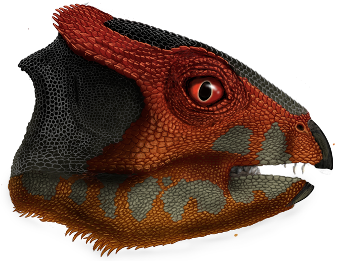 Triceratops gets a cousin: Researchers identify another horned dinosaur species