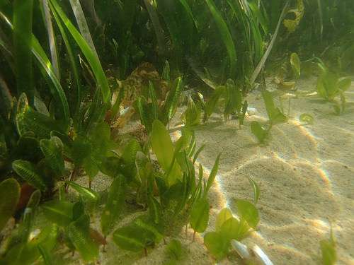 Tropical seagrass examined for light pressures