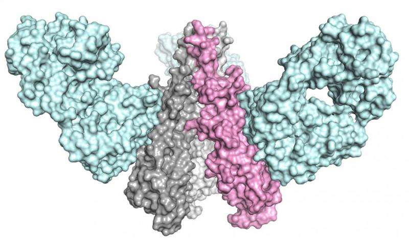 TSRI &amp; Janssen study makes major advance toward more effective, long-lasting flu vaccine