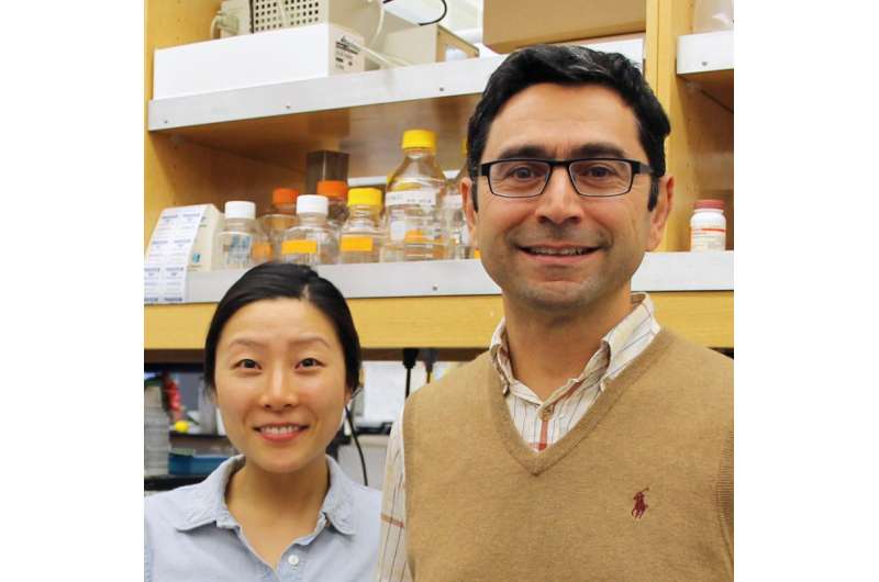 TSRI-led team finds long-sought protein sensor for the 'sixth sense' -- proprioception