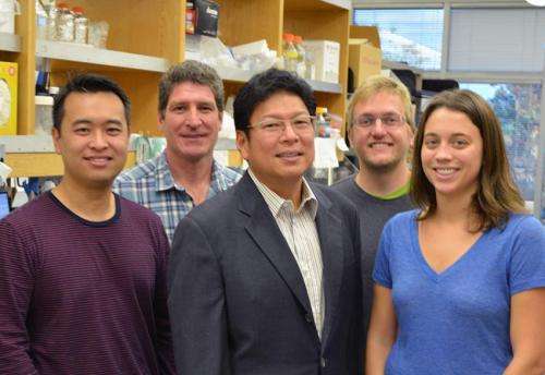 TSRI scientists find more DNA and extra copies of disease gene in Alzheimer's brain cells