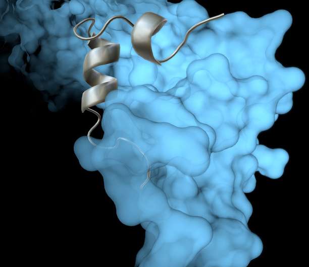 TSRI team gets new close-up view of key part of Ebola virus life cycle