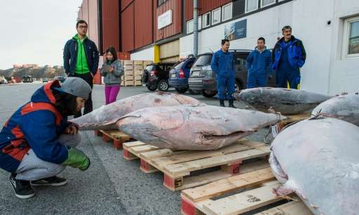 Tuna fish caught in the waters off Greenland is unloaded at the harbour in Nuuk, Greenland