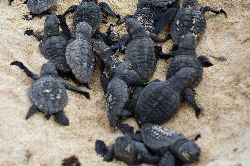 Turtle embryos genetically wired for hotter summers
