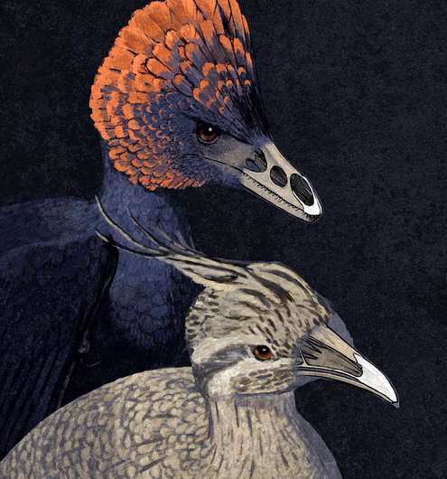 Tweaking the beak: Retracing the bird's beak to its dinosaur origins, in the laboratory