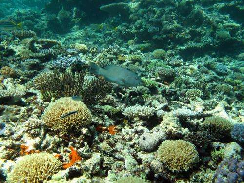 Twice the coral trout in Great Barrier Reef protected zones