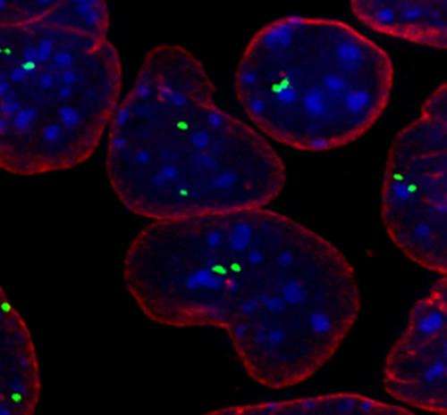 Twin copies of gene pair up in embryonic stem cells at critical moment in differentiation