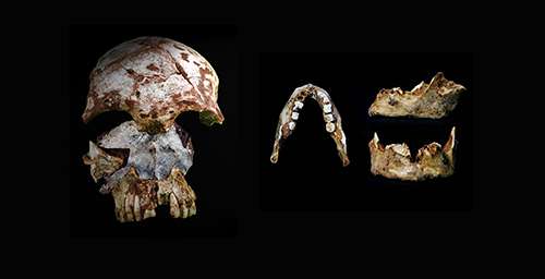 Two ancient human fossils from Laos reveal early human diversity