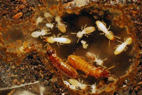 Two exotic termites find love in Florida, worrying researchers