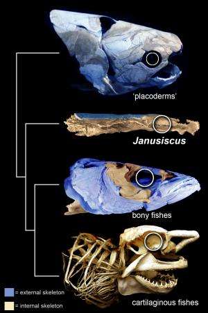 Two-faced fish clue that our ancestors 'weren't shark-like'