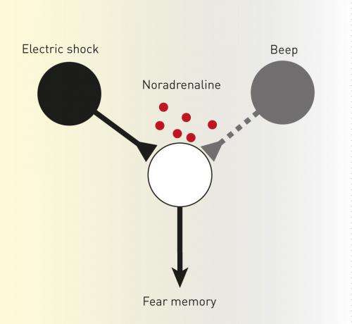 Two mechanisms work in tandem to form memories of frightening events