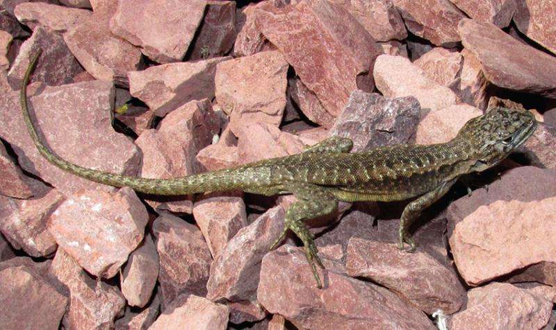 Two new iguanid lizard species from the Laja Lagoon, Chile