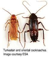 Two novel cockroach allergen proteins identified